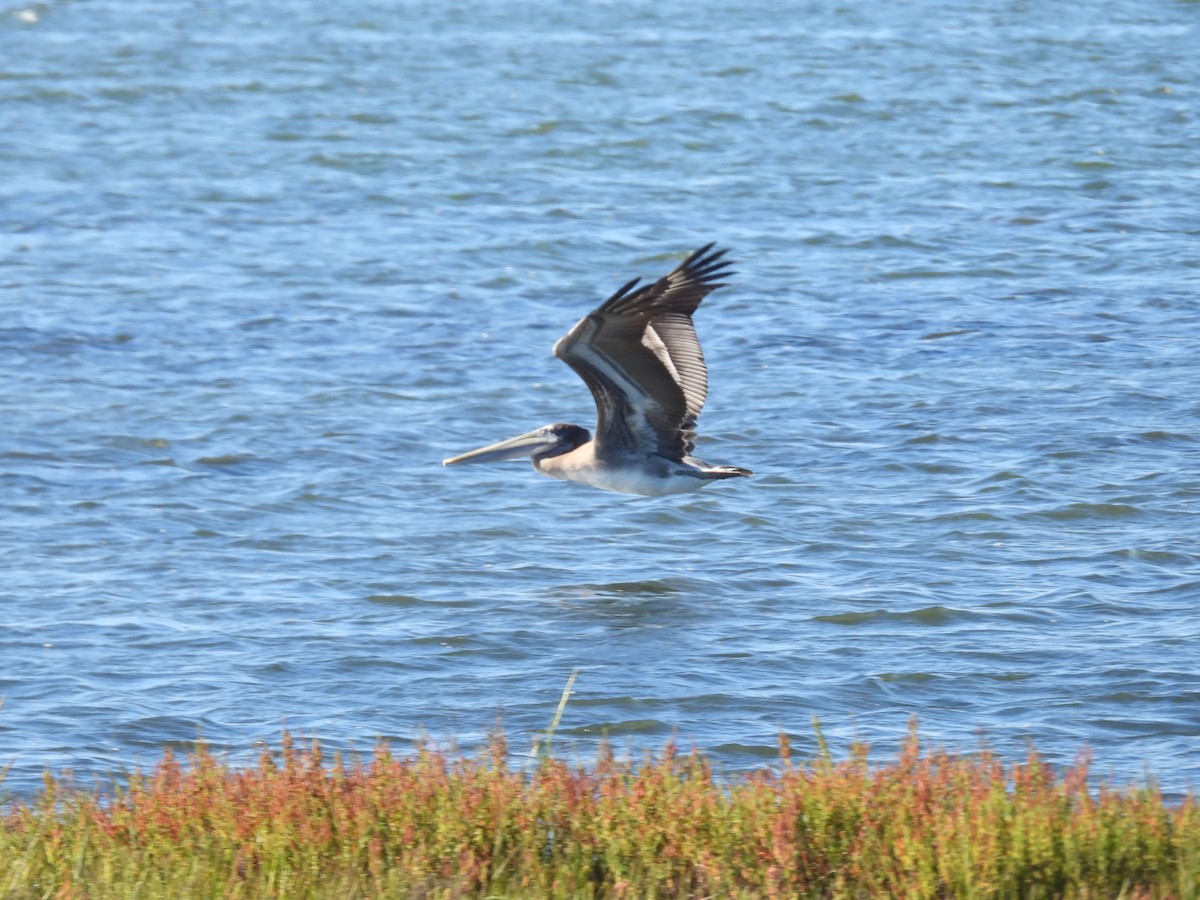 Brown Pelican - ML642318876