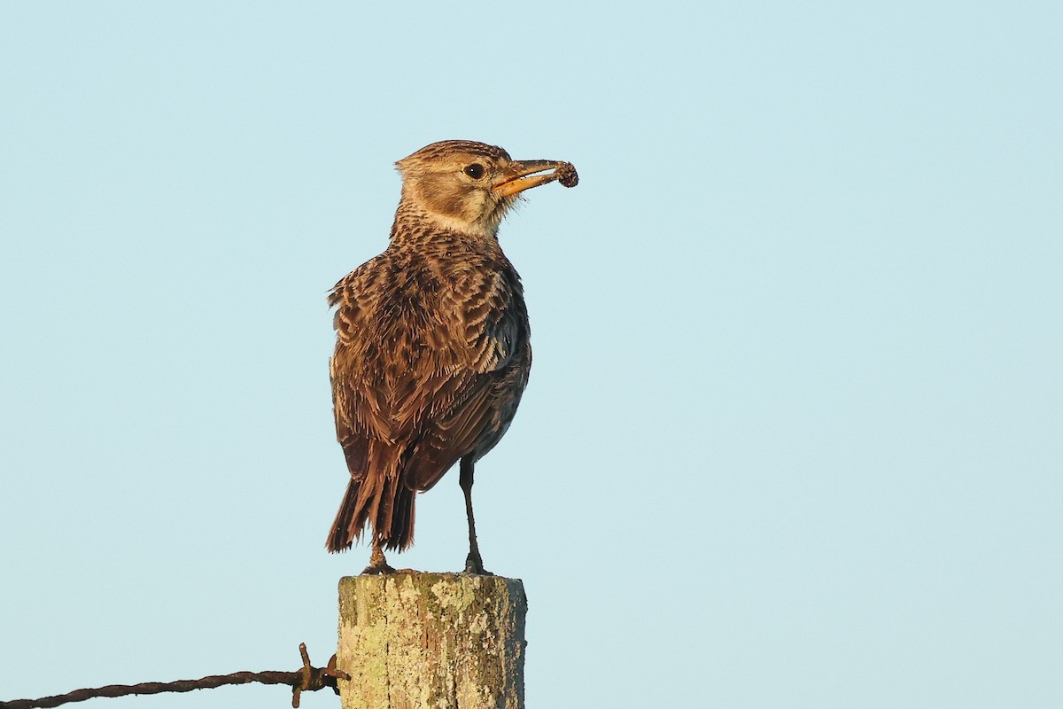 Large-billed Lark - ML642318894