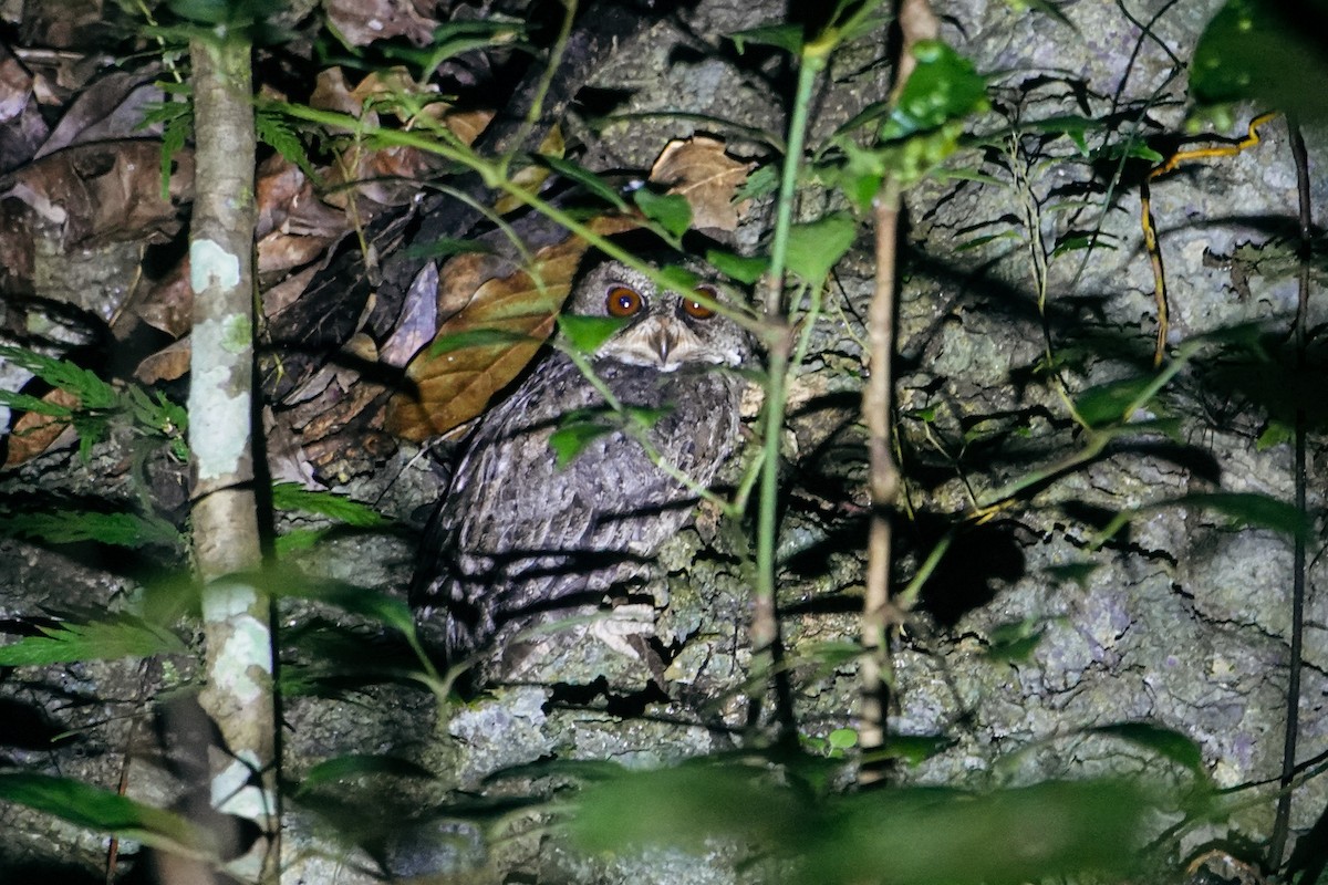 Everett's Scops-Owl - ML642318895