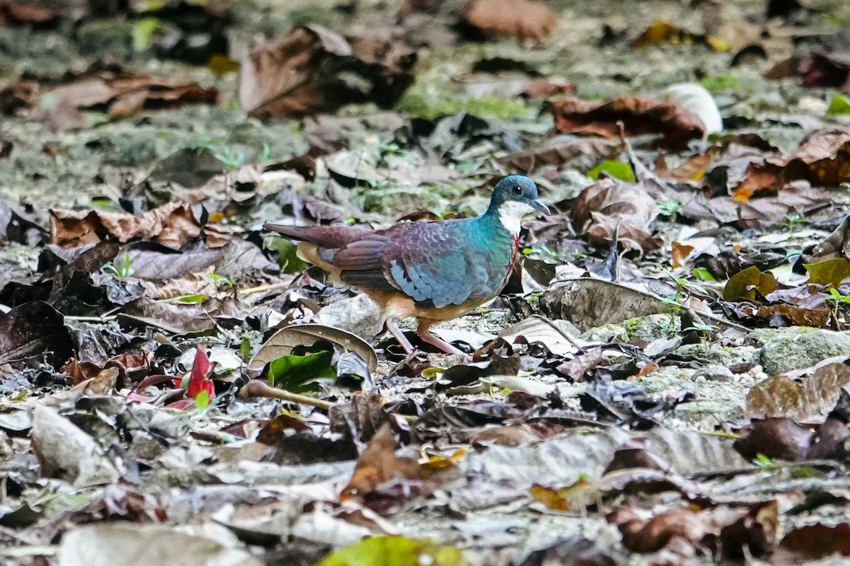 Mindanao Bleeding-heart - ML642318900