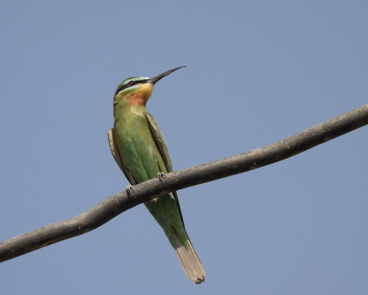 vlha modrolící - ML642318917