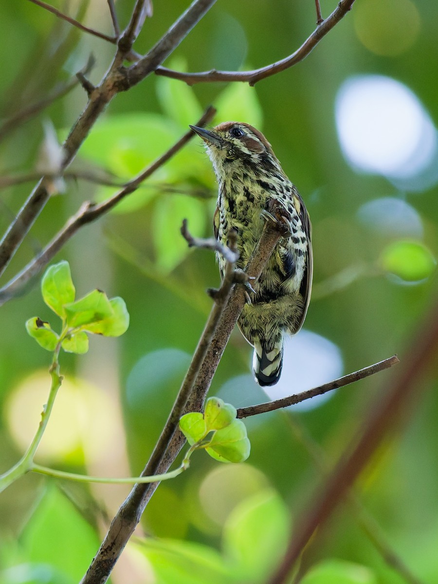 Speckled Piculet - ML642318921
