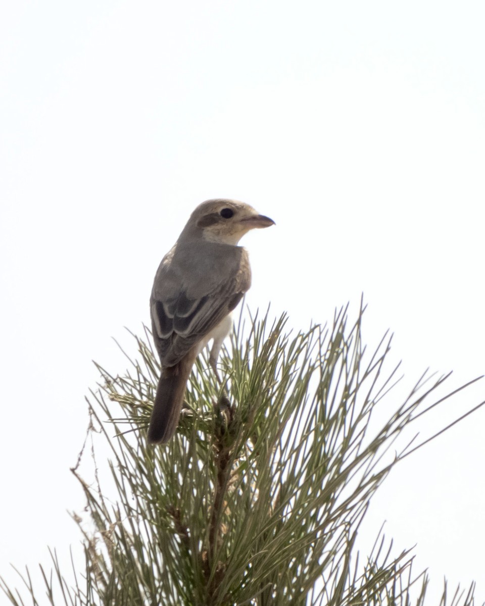 ťuhýk mongolský - ML642318925