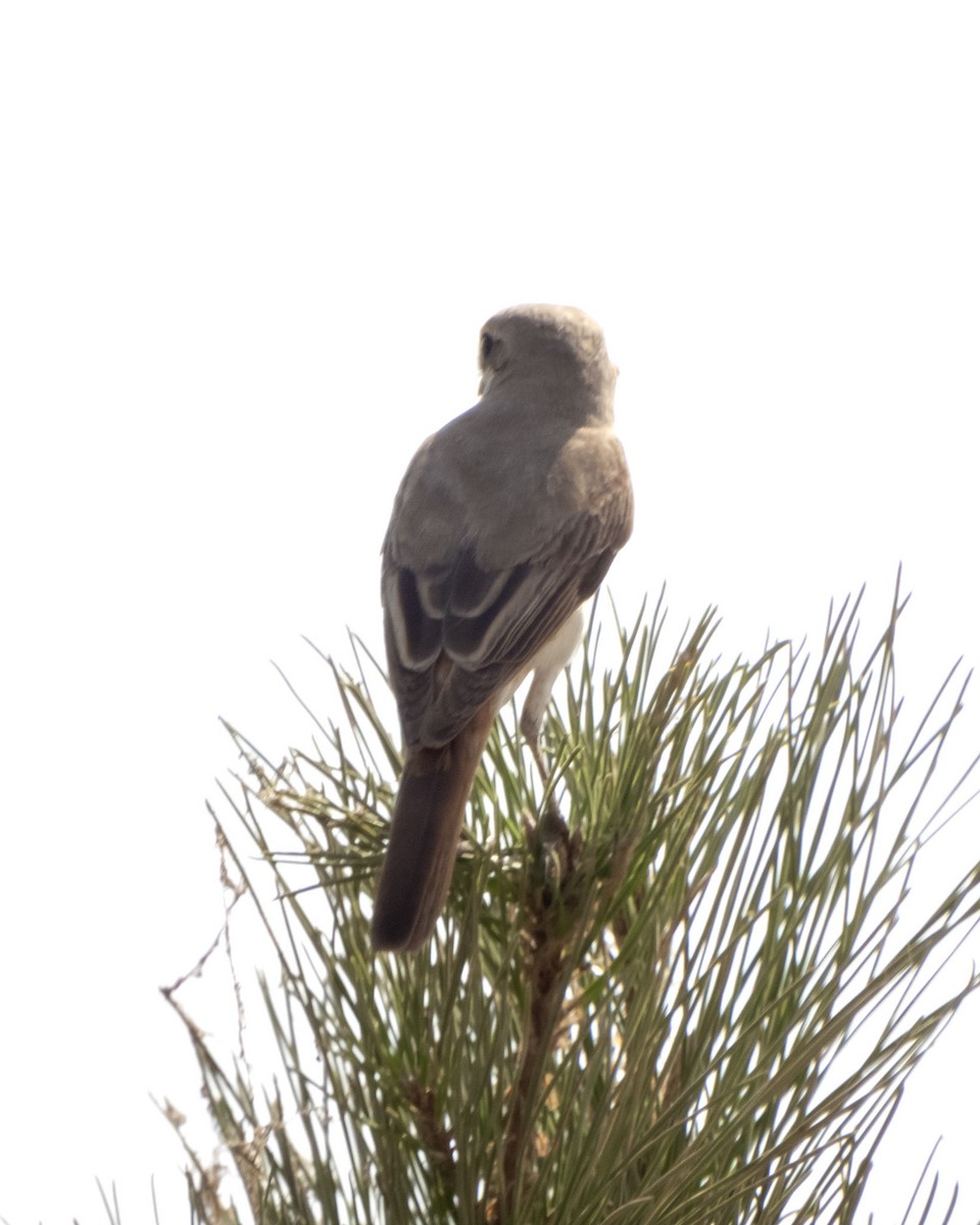 ťuhýk mongolský - ML642318926