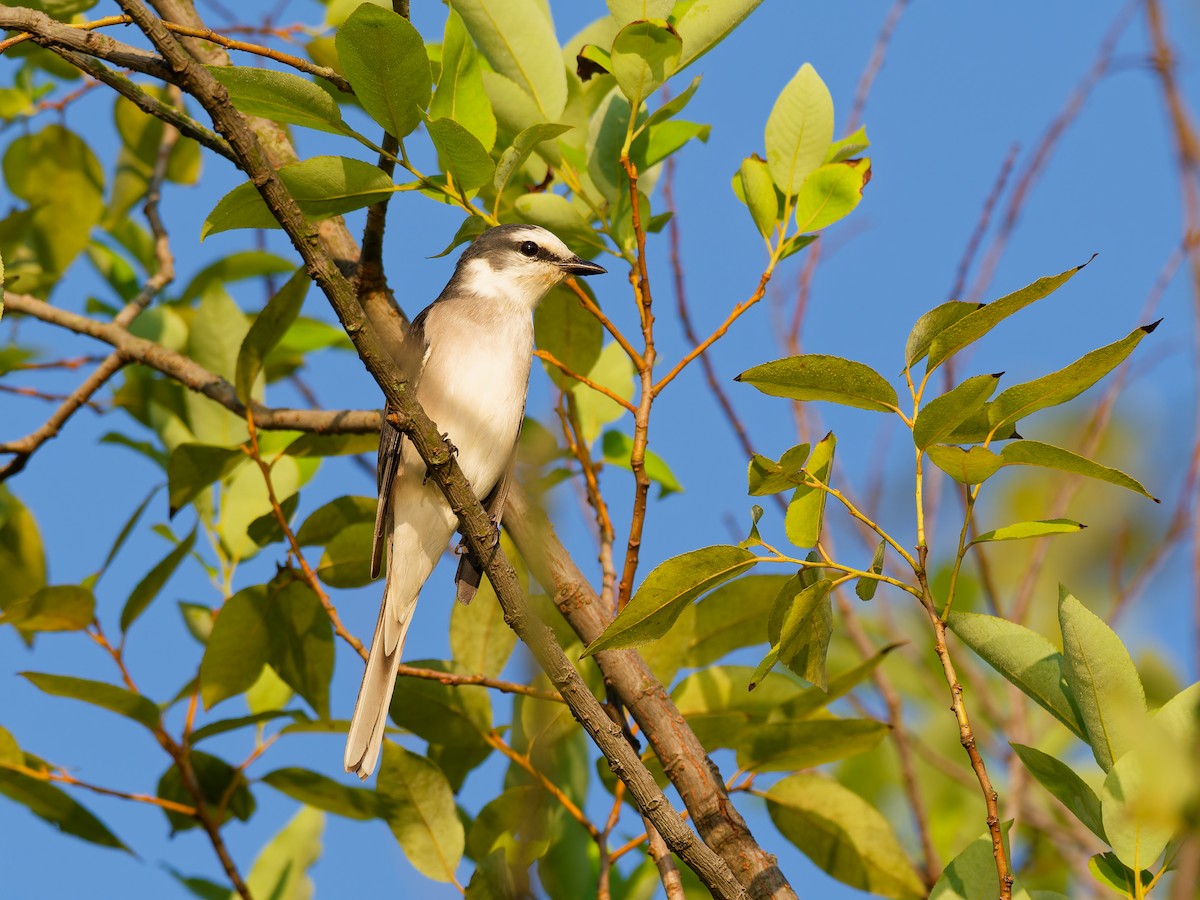 Brown-rumped Minivet - ML642318927