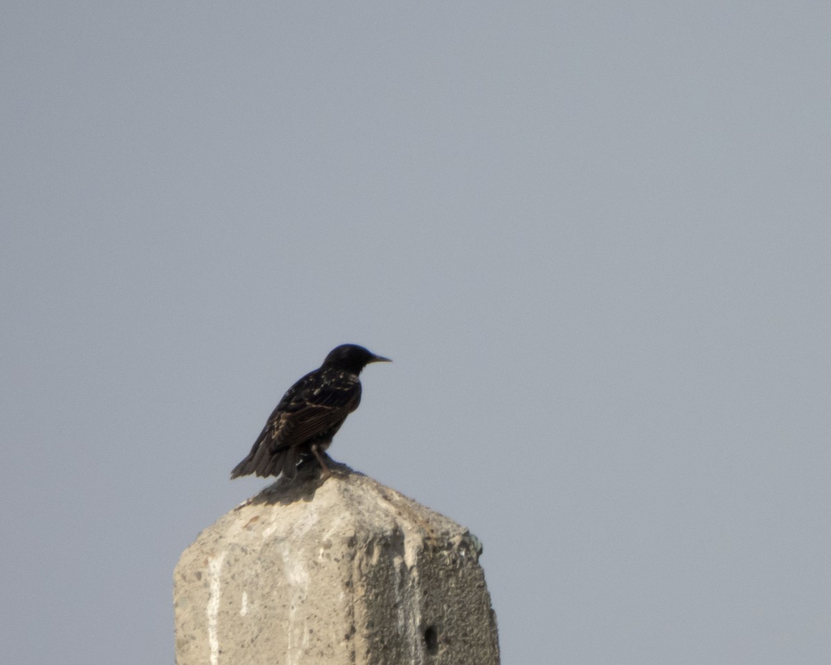 špaček obecný - ML642318940