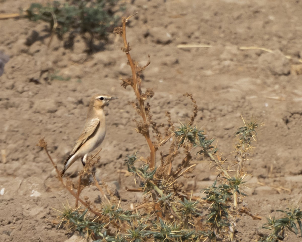 bělořit plavý - ML642318947
