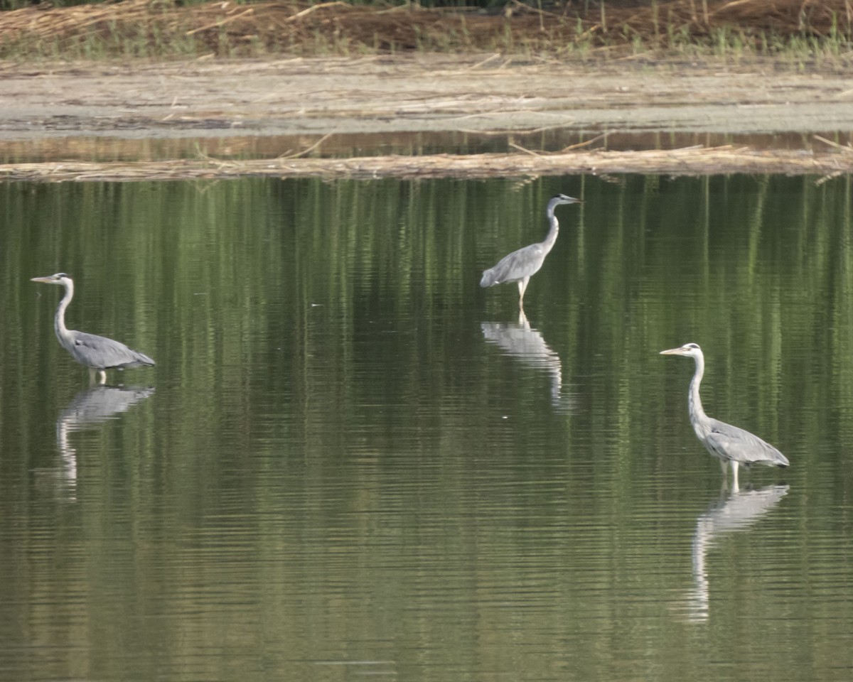 volavka popelavá - ML642318964