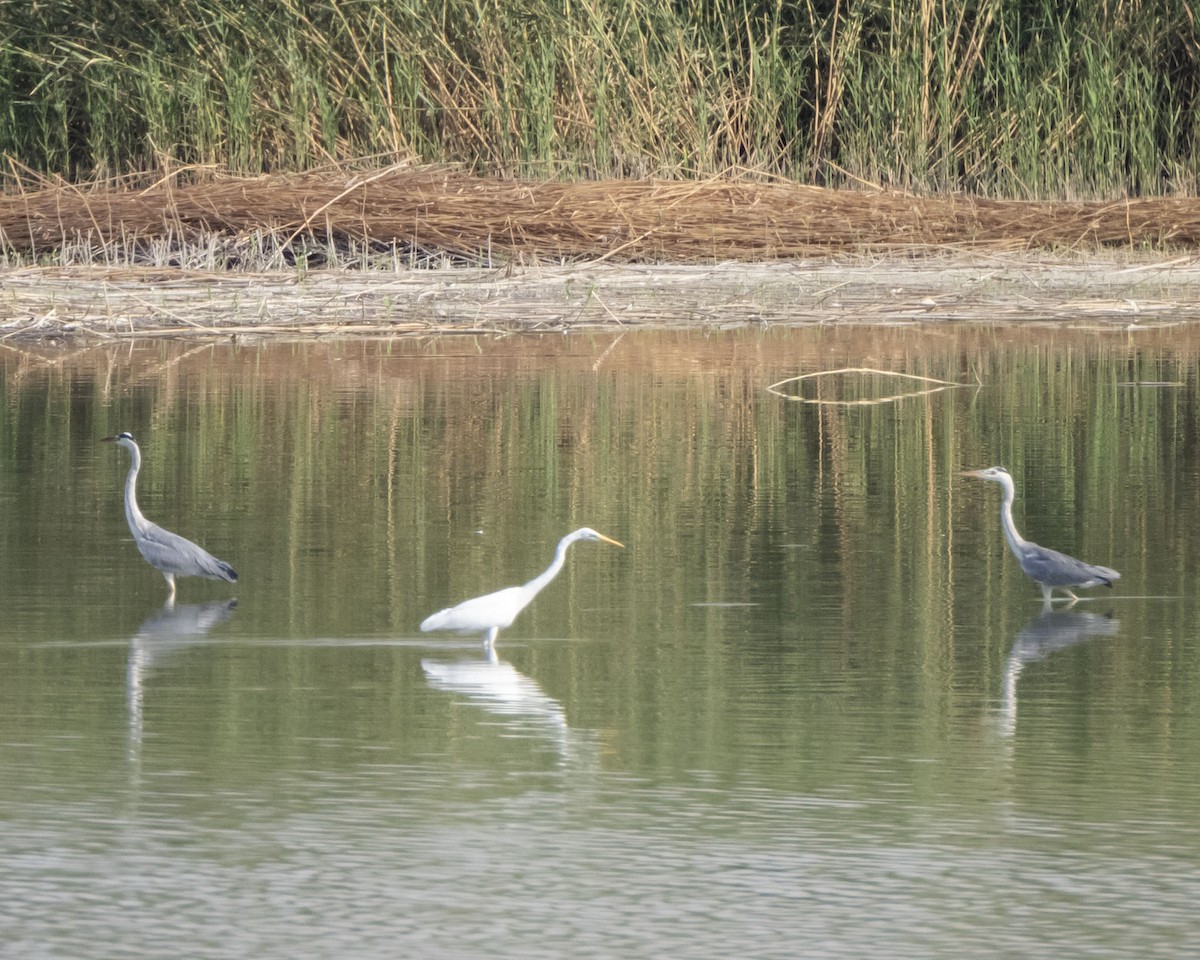 volavka bílá - ML642318971