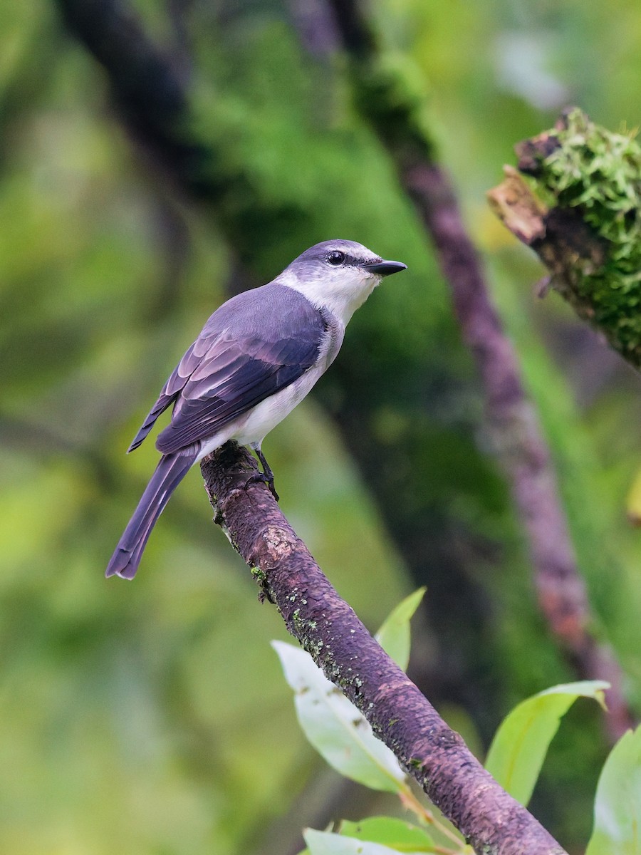 Brown-rumped Minivet - ML642318984