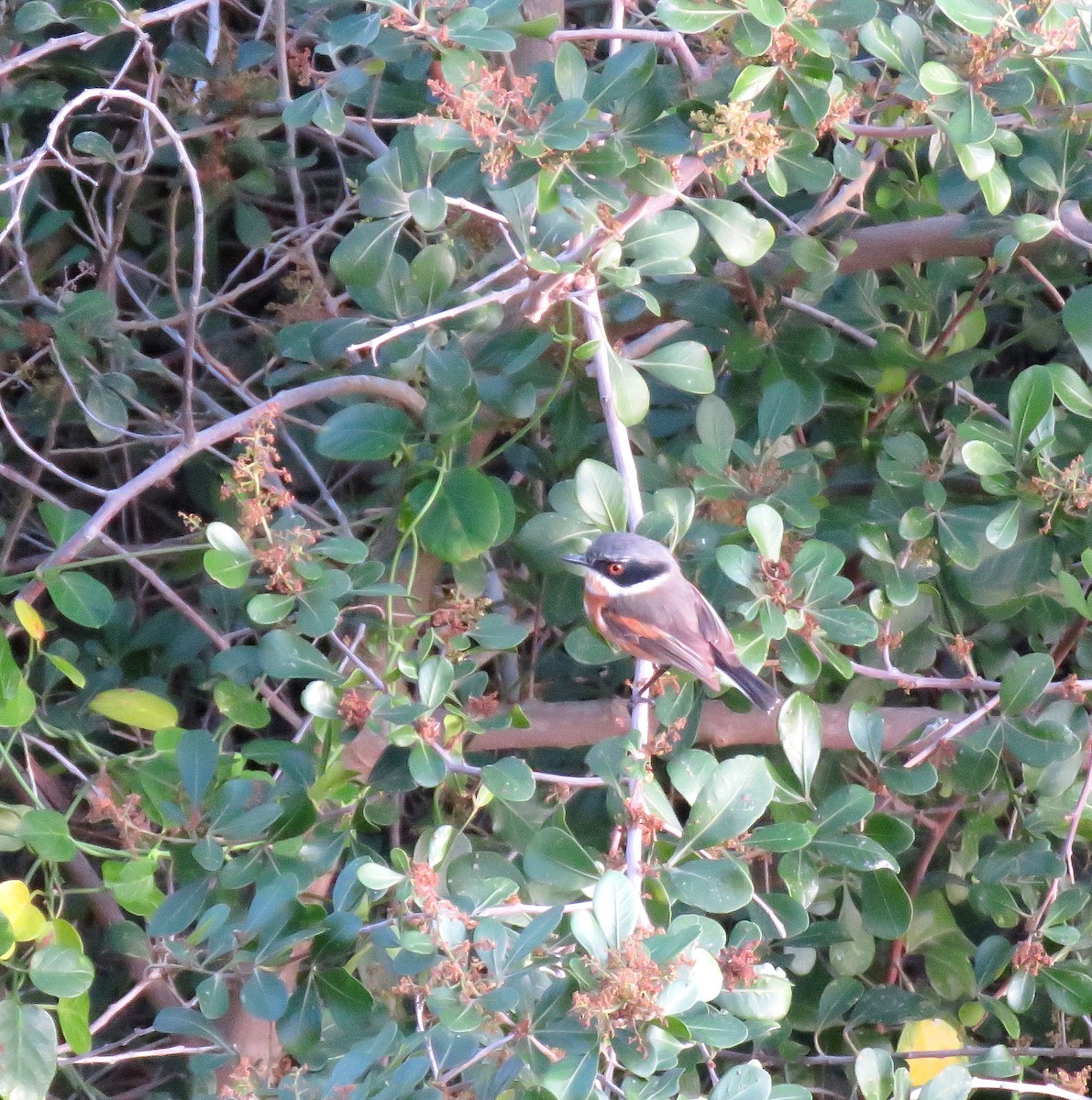 Cape Batis - ML642318999