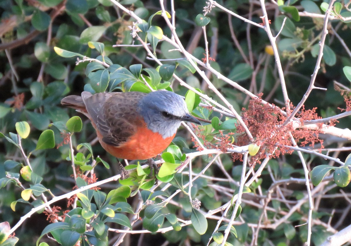 Cape Rock-Thrush - ML642319048
