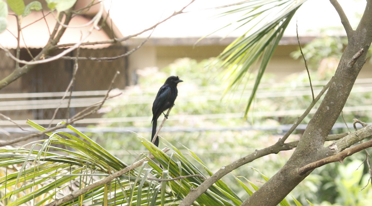 Greater Racket-tailed Drongo - ML642319051