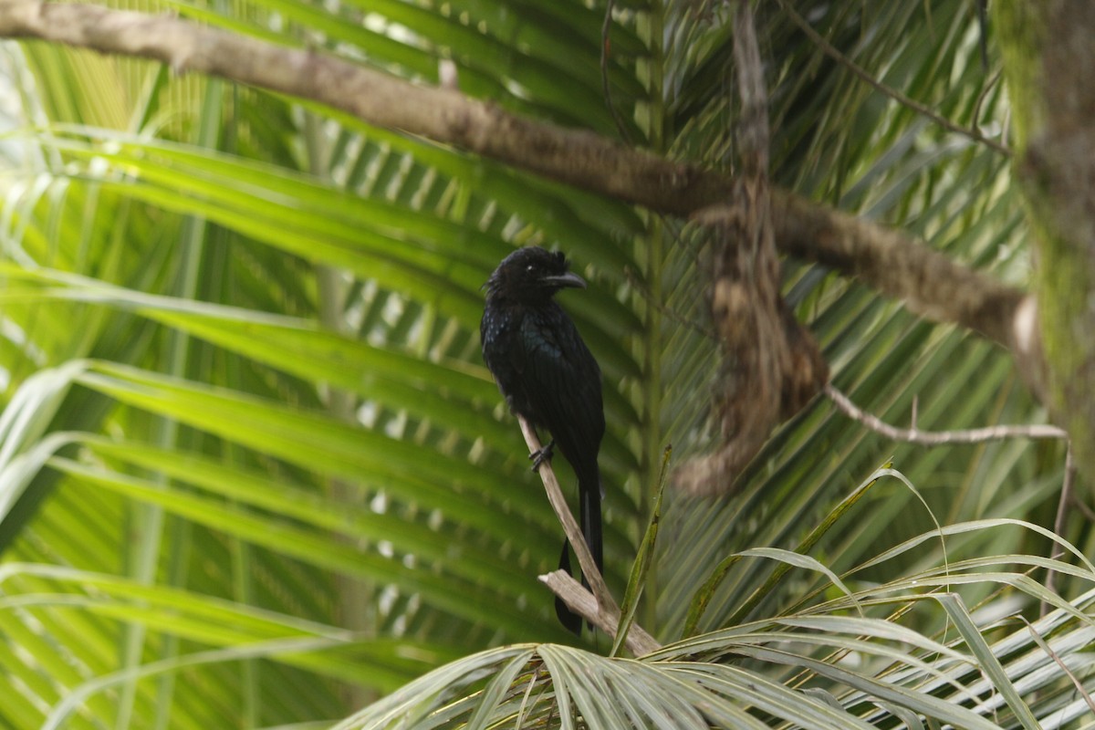 Greater Racket-tailed Drongo - ML642319052