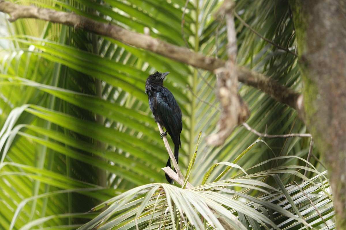 Greater Racket-tailed Drongo - ML642319053