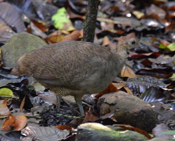 Great Tinamou - ML642319059