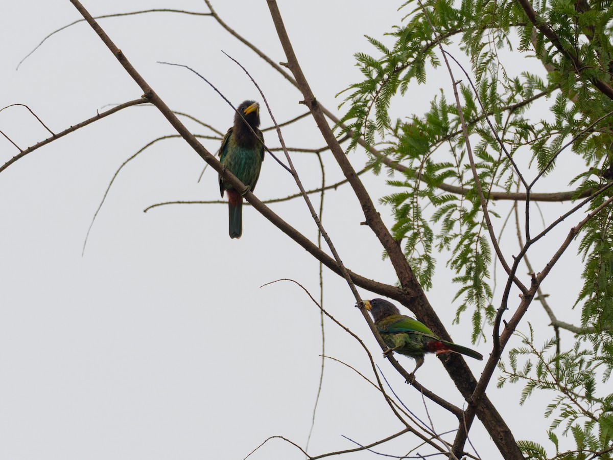 Great Barbet - ML642319077