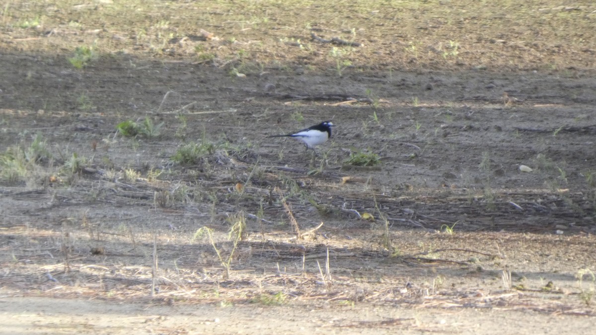 Japanese Wagtail - ML642319168