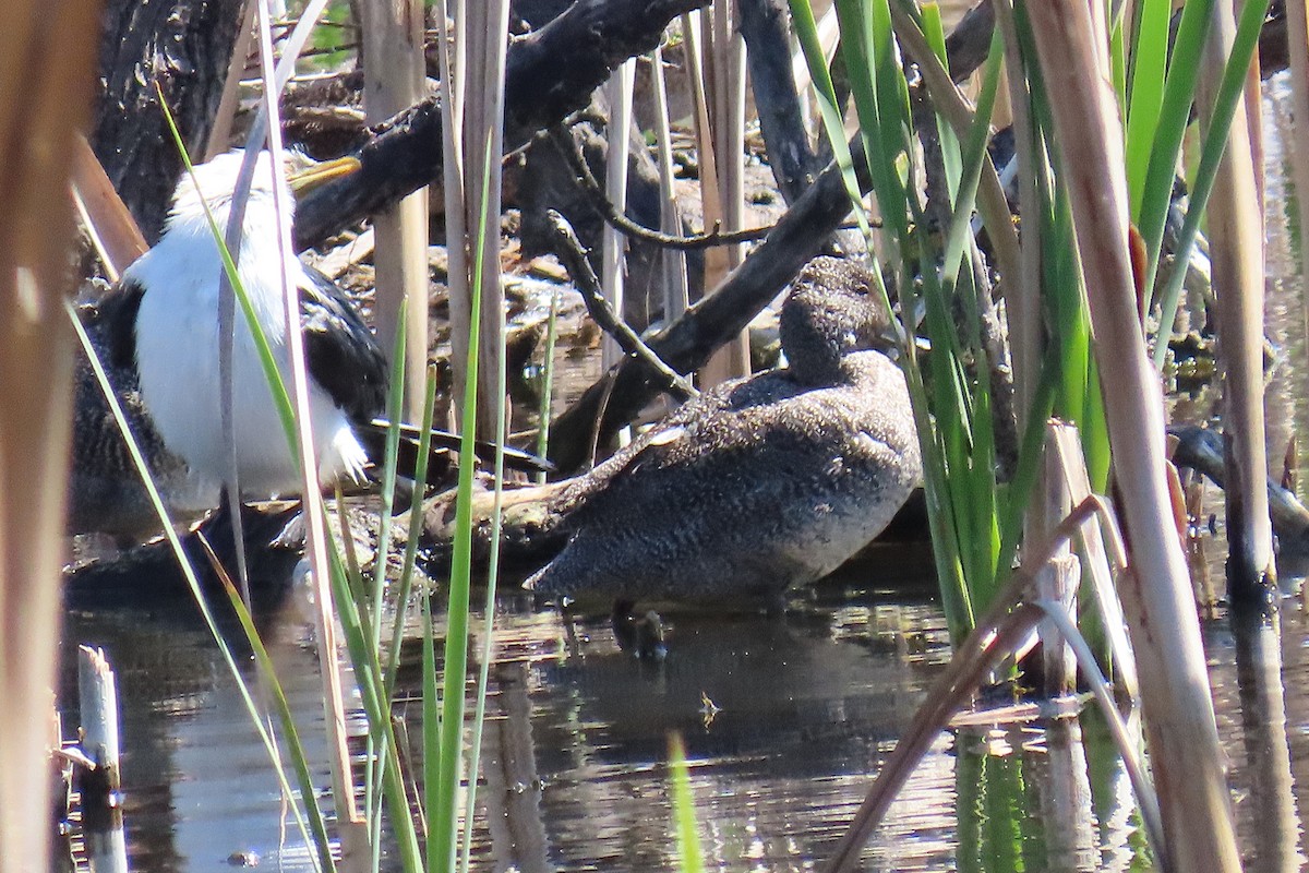 Freckled Duck - ML642319194