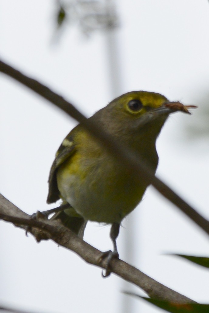 White-eyed Vireo - ML642319215
