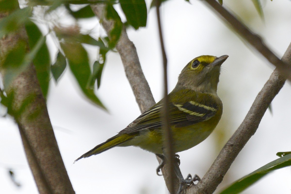 White-eyed Vireo - ML642319216