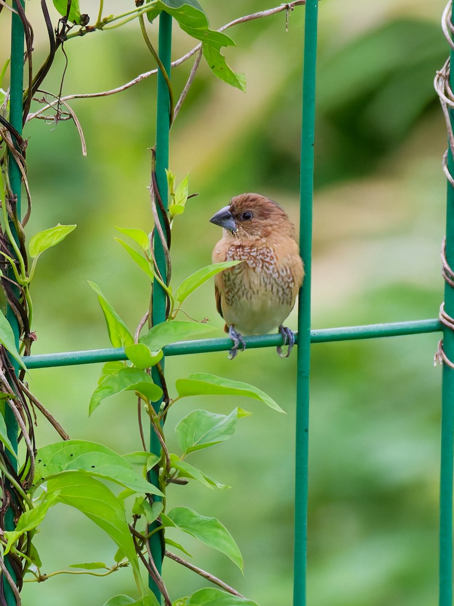 Scaly-breasted Munia - ML642319238