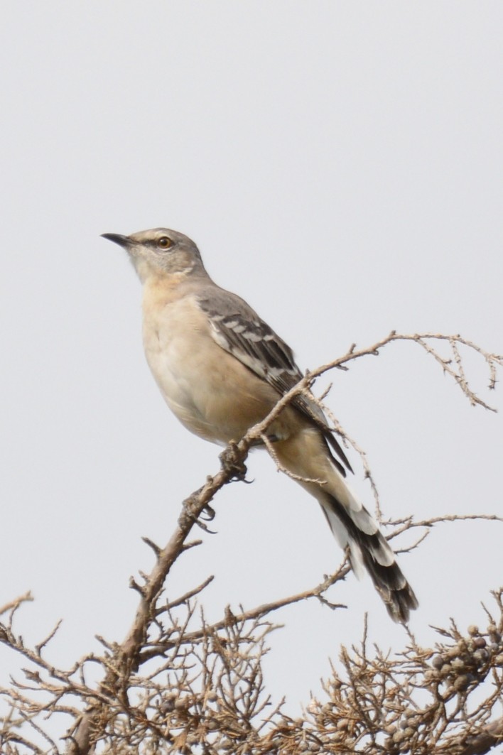 Northern Mockingbird - ML642319247