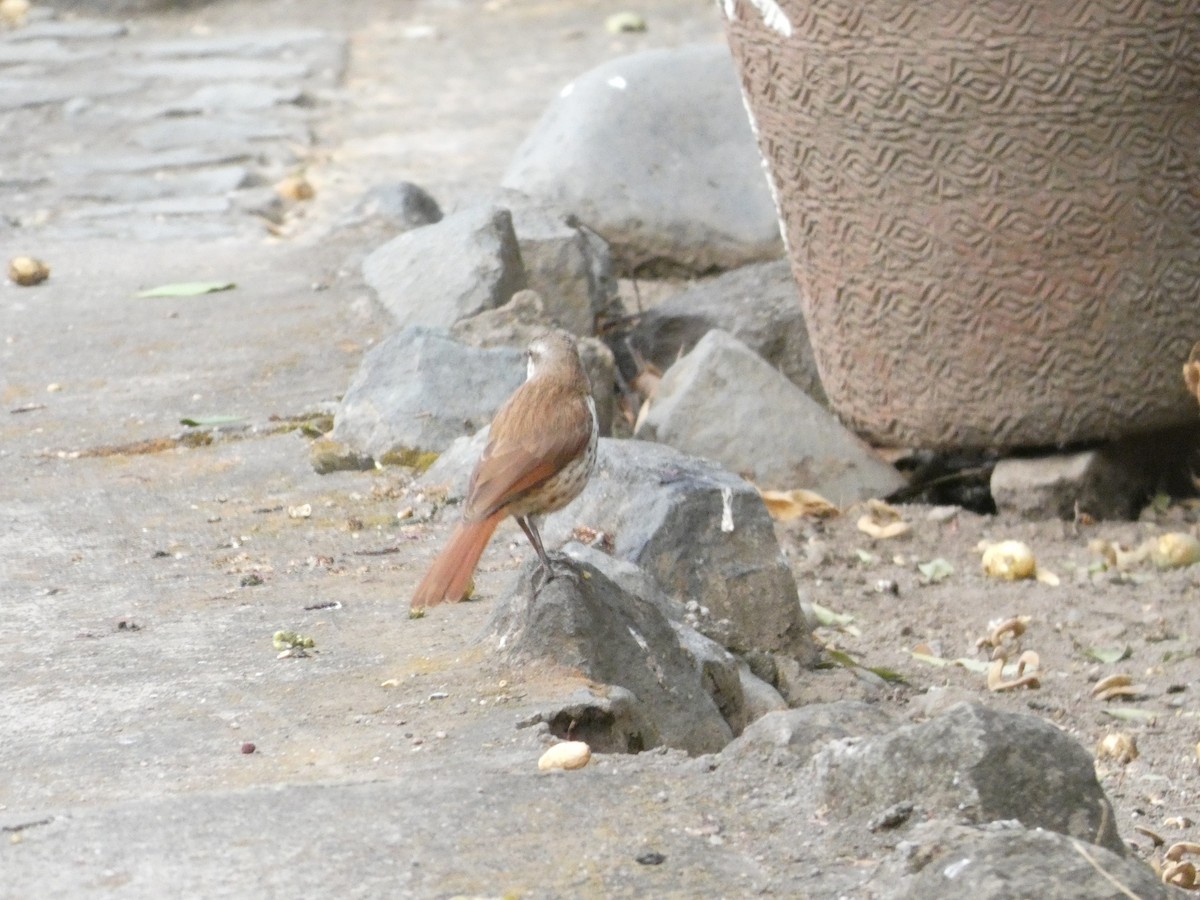 Spotted Morning-Thrush - ML642319298