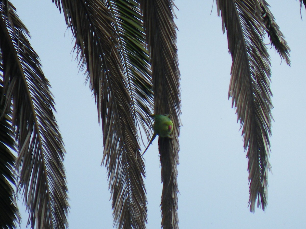 Rose-ringed Parakeet - ML642319323