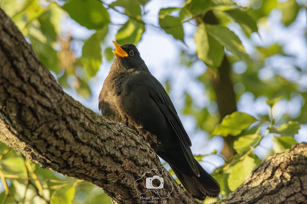 Chinese Blackbird - ML642319347
