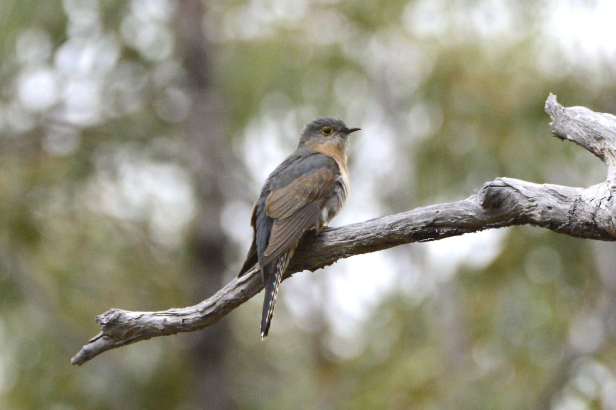 Fan-tailed Cuckoo - ML642319349