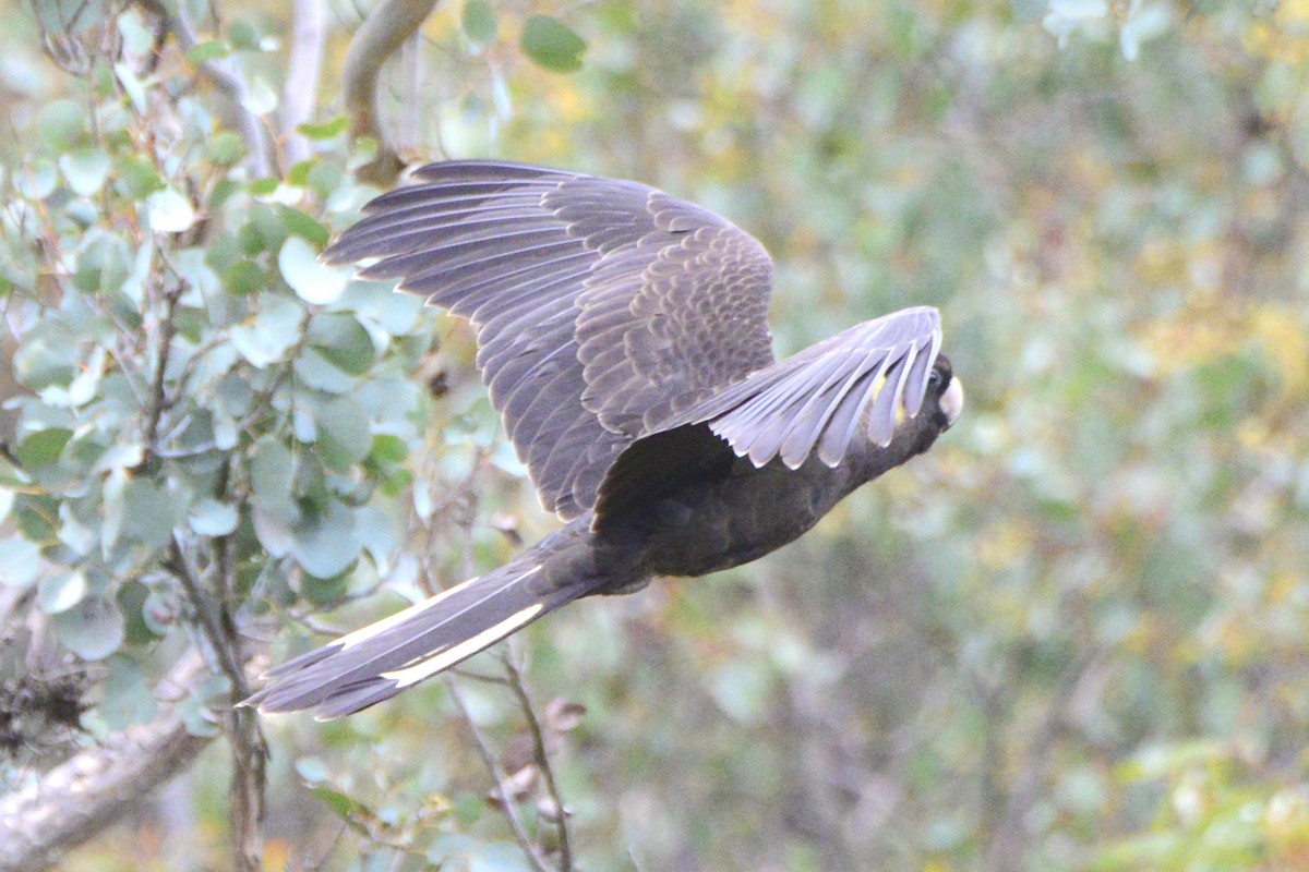 Yellow-tailed Black-Cockatoo - ML642319356