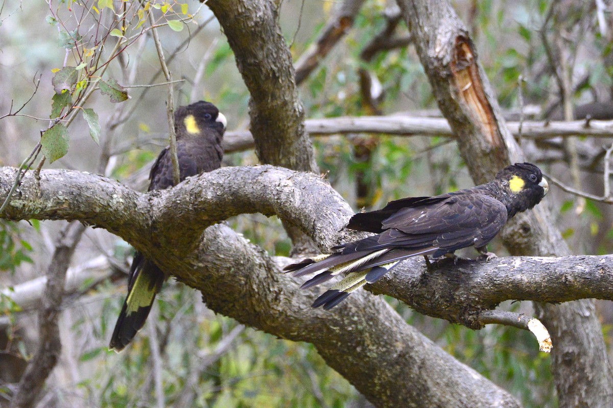 Yellow-tailed Black-Cockatoo - ML642319357
