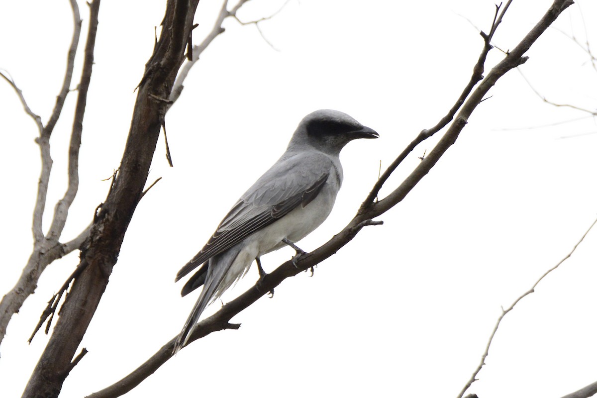 Black-faced Cuckooshrike - ML642319367
