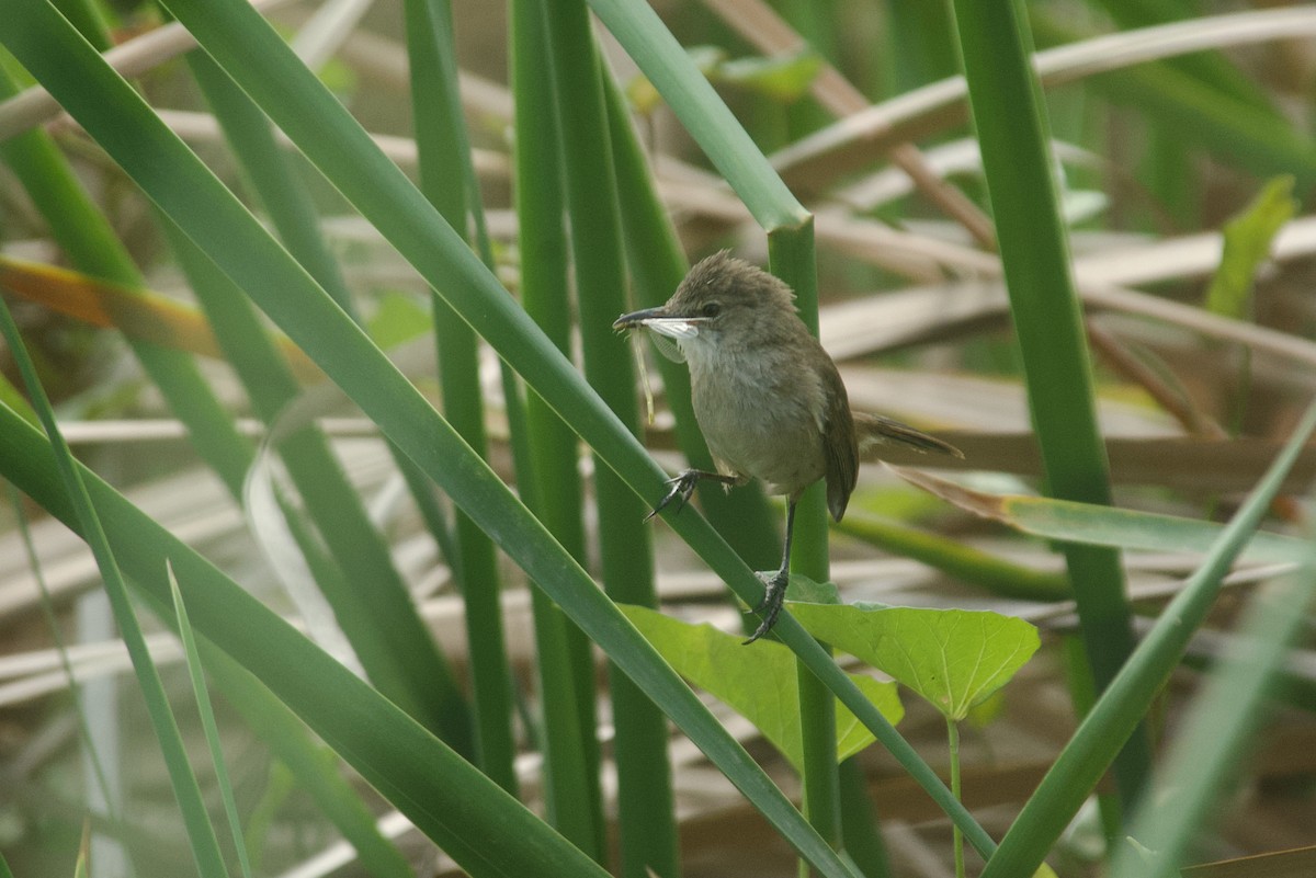 Lesser Swamp Warbler - ML642319368