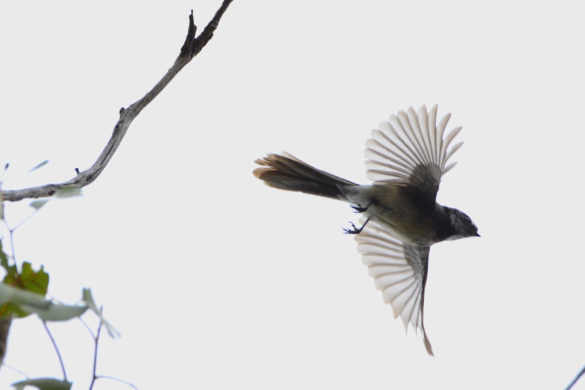 Gray Fantail - ML642319370
