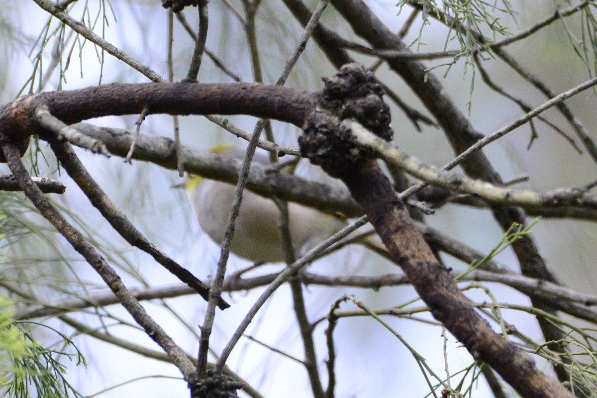 Silvereye - ML642319372