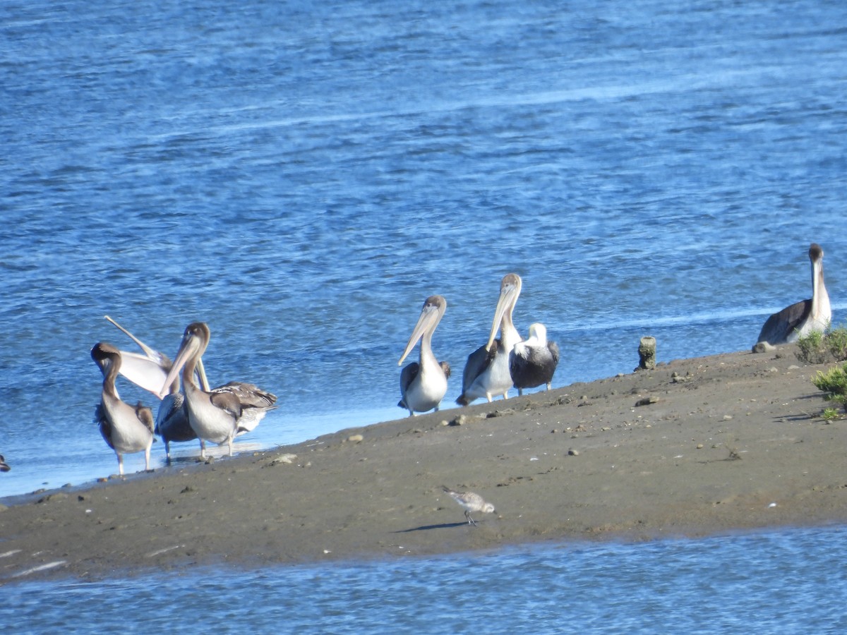 Brown Pelican - ML642319377
