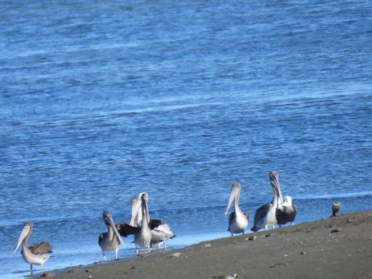 Brown Pelican - ML642319380