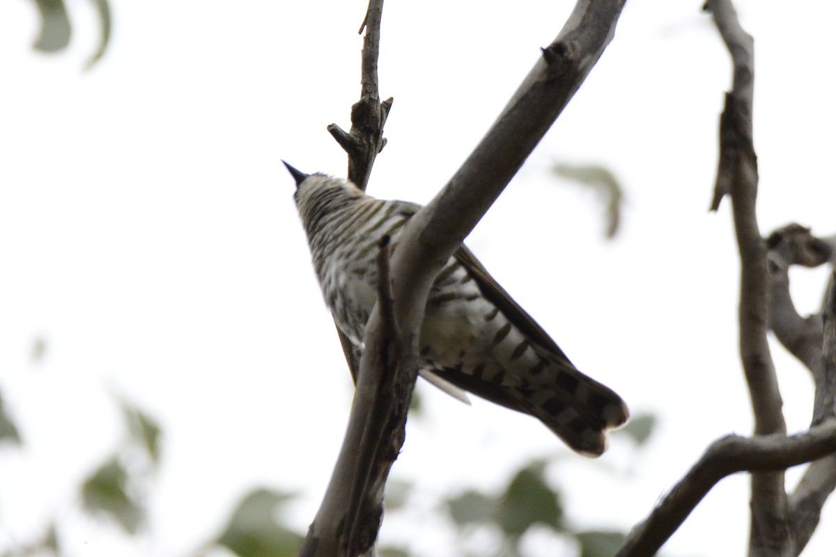 Horsfield's Bronze-Cuckoo - ML642319386