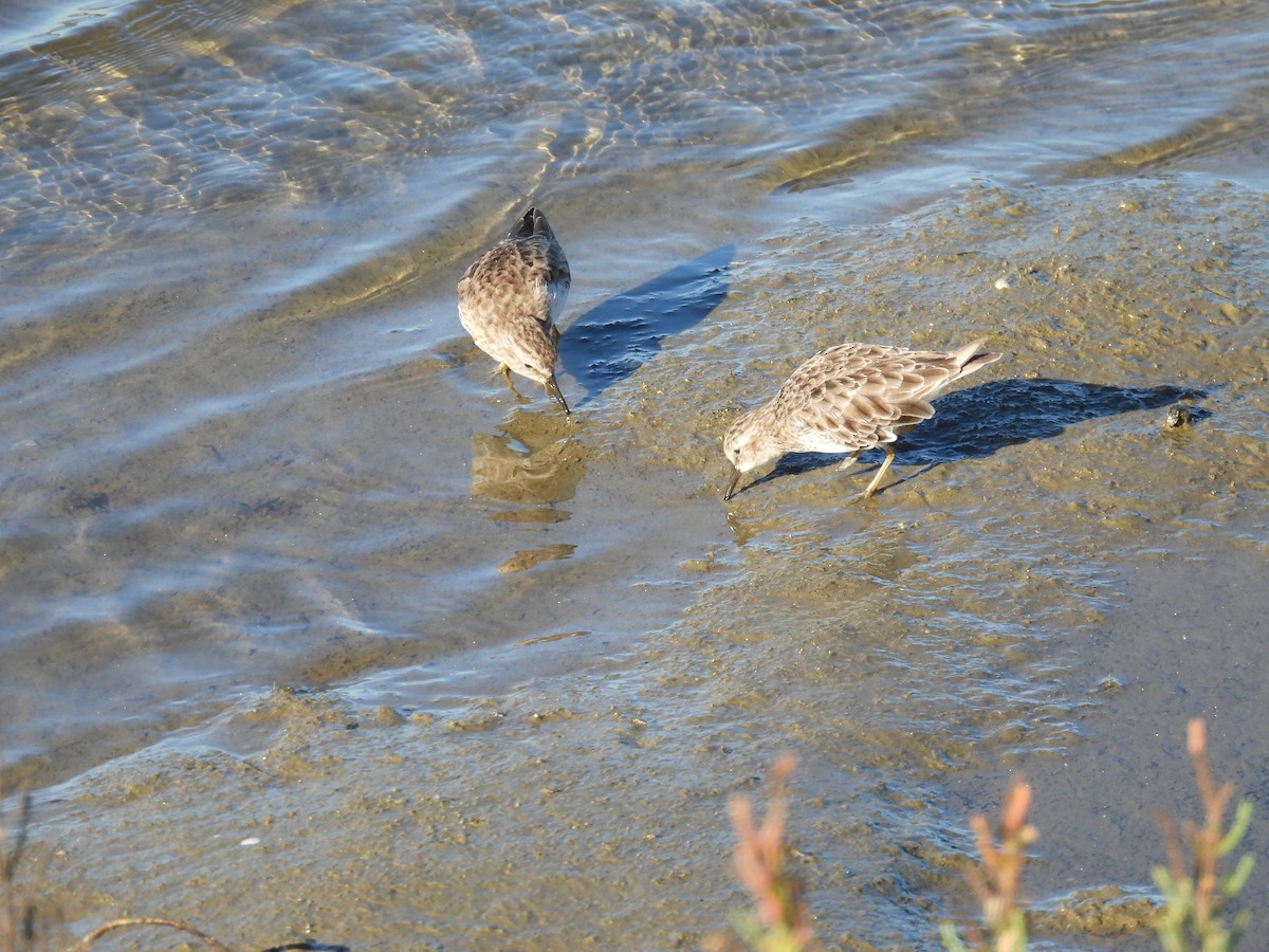 Least Sandpiper - ML642319428