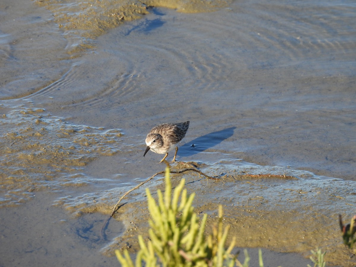 Least Sandpiper - ML642319431