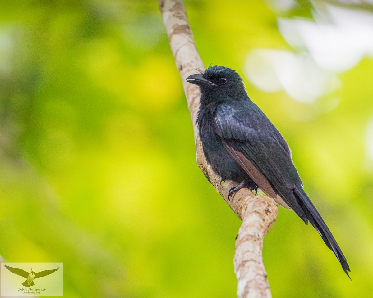 Andaman Drongo - ML642319432