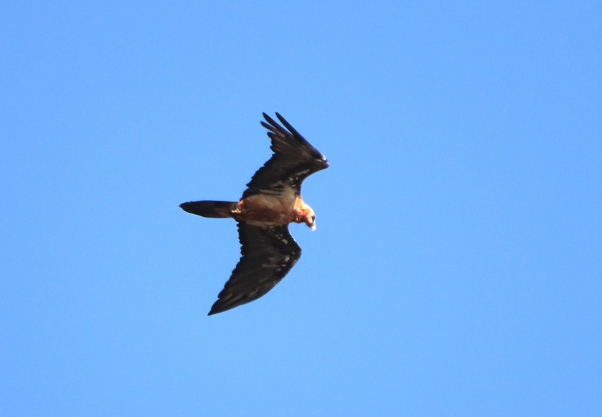Bearded Vulture - ML642319448