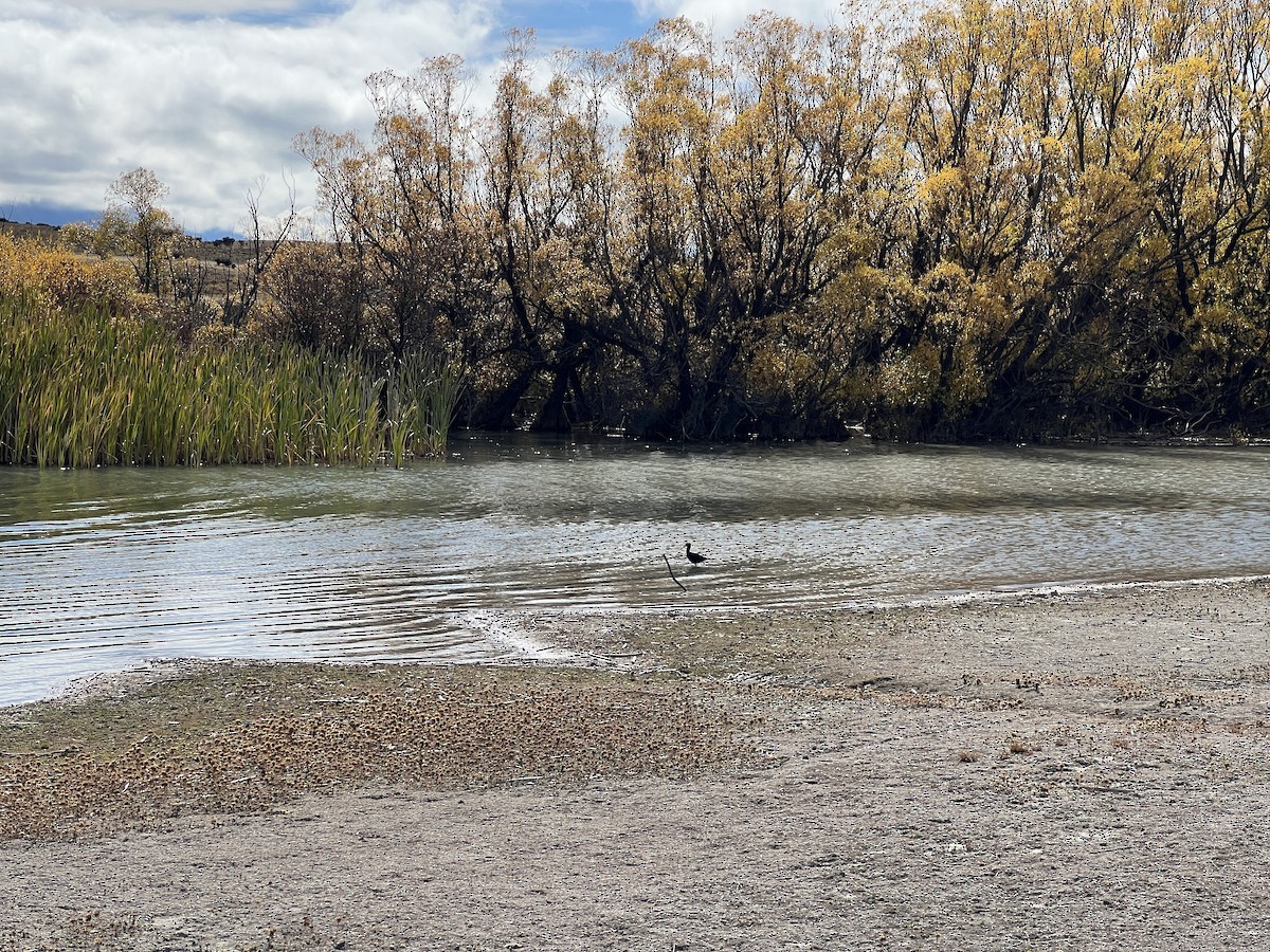 Black Stilt - ML642319460
