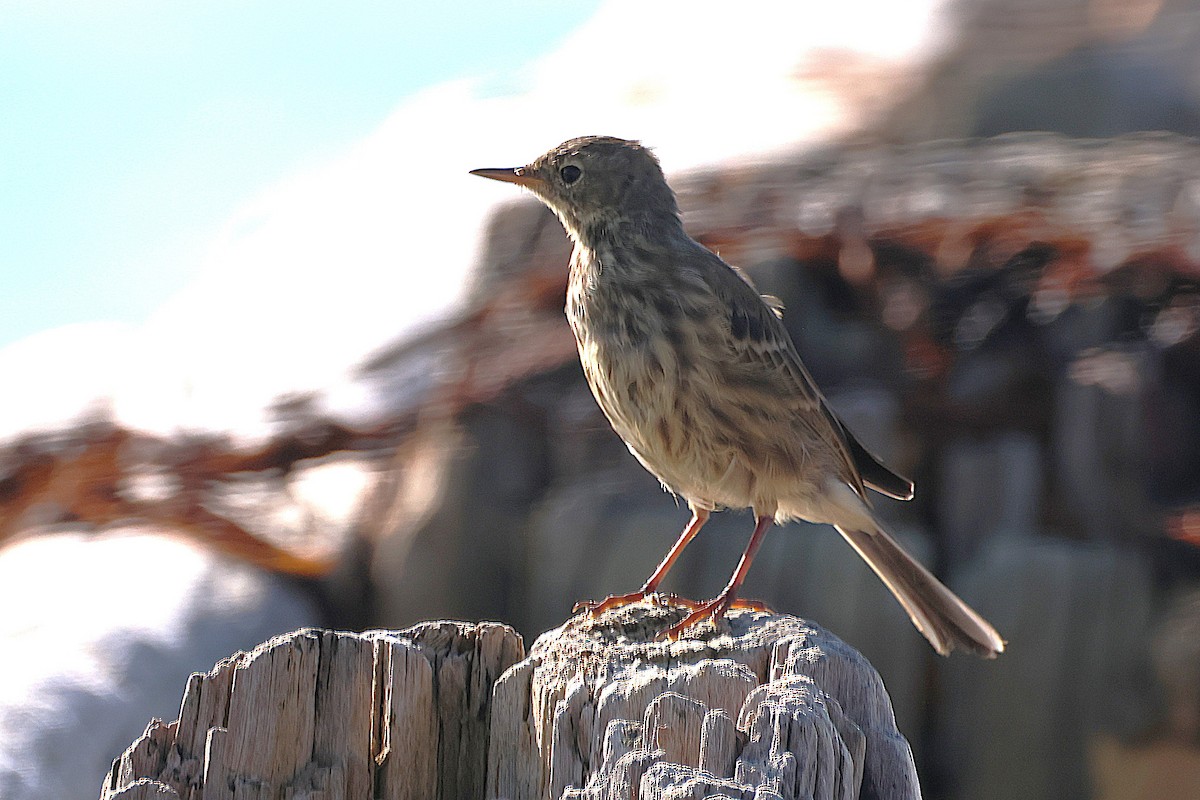 Rock Pipit - ML642319463