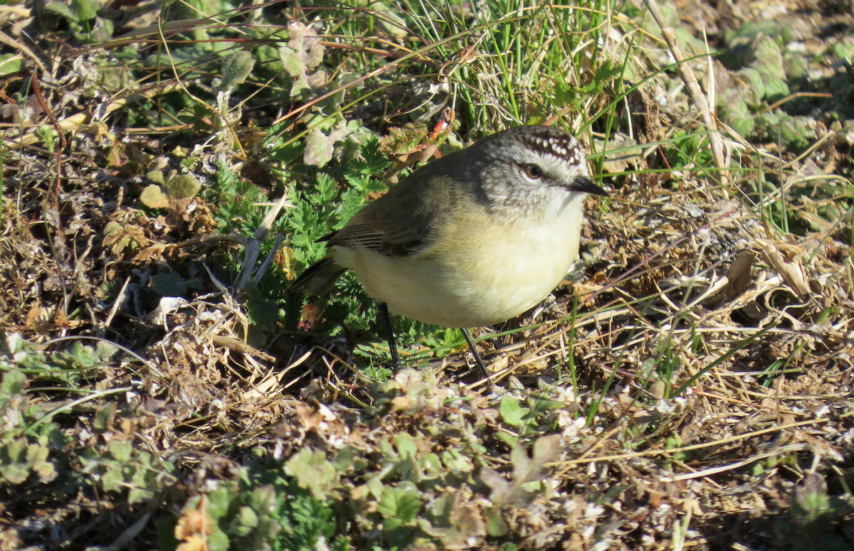 Yellow-rumped Thornbill - ML642319477