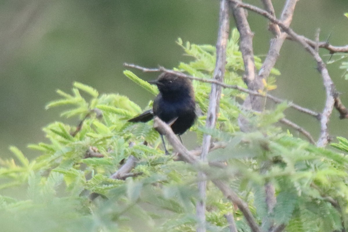 Indian Robin - ML642319485
