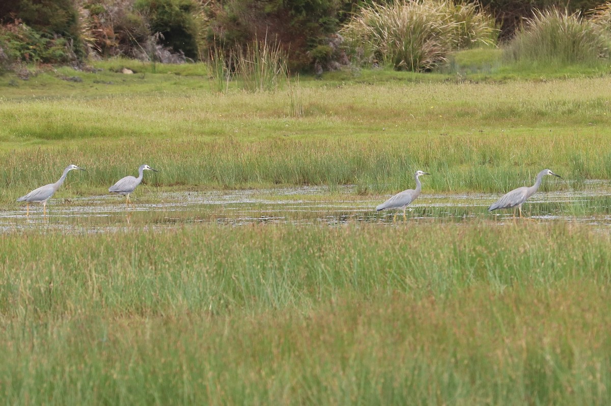 White-faced Heron - ML642319497