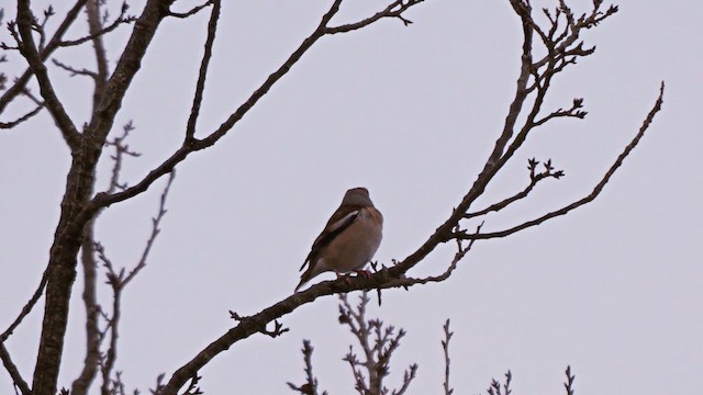Hawfinch - ML642319507
